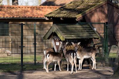 ’t Heike moet blijven: ‘Eerst kwam ik met de kinderen en nu met de kleinkinderen’