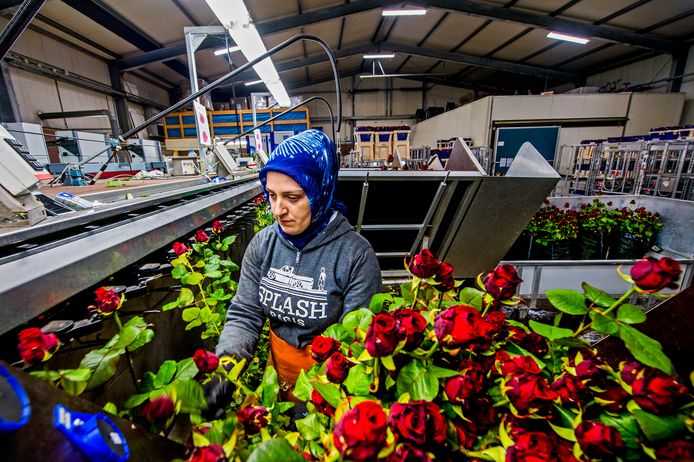 Kwekerij Avances Roses in Berkel en Rodenrijs zet dezer dagen 400.000 rozen af.