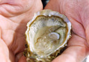 Thomas Vugts trof een pareltje aan in een van zijn oesters.