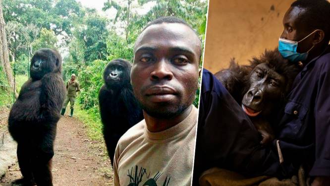 Bekende gorilla uit selfie die de wereld rondging, sterft in armen van verzorger