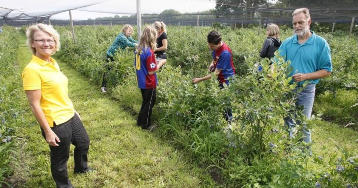 Bessentuin zoekt meer zelfplukkers