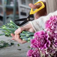 Bloemen schuin afsnijden? Zó doet de expert dat 