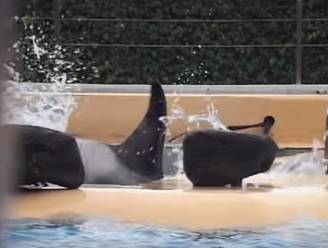 Schrijnend: orka beukt ziel uit haar lijf om uit kleine watertank te ontsnappen