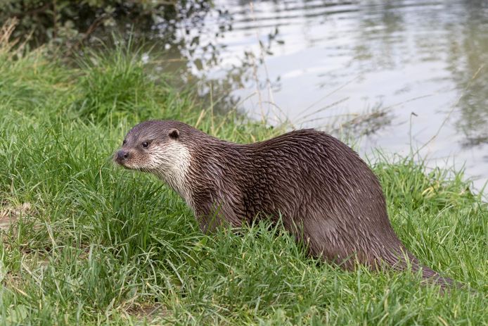 Otter Is Terug In Reeuwijkse Plassen Gouda Ad Nl