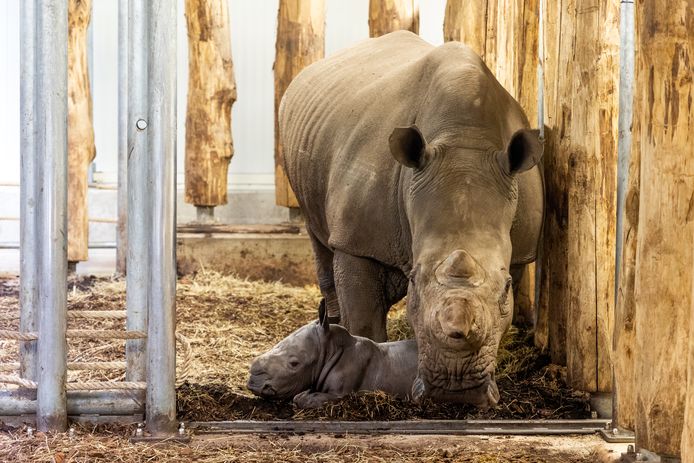 Nieuw neushoornjong geboren in Burgers' Zoo