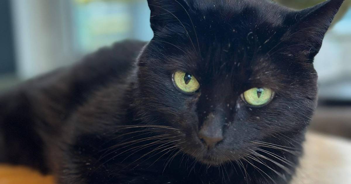 Doctors argue for mandatory pet insurance 'That is better for everyone