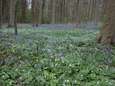 Schauvliege koopt 100 hectare bos in Vlaamse rand over van Brussel