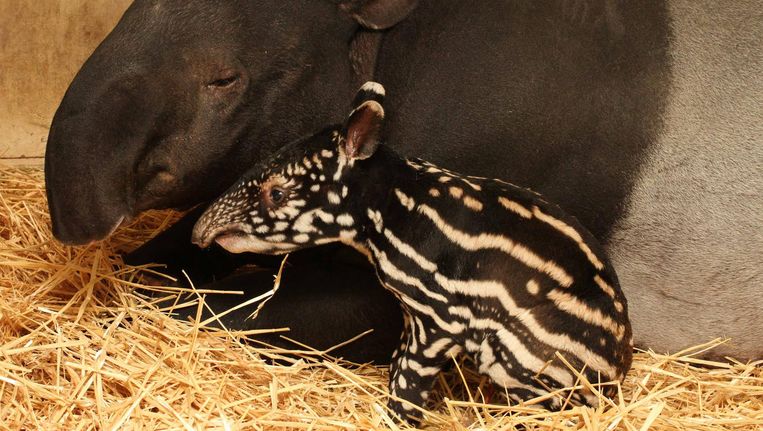 Maleise tapirkalf in ARTIS. Beeld Artis, Ronald van Weeren
