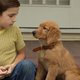 A Dog’s Purpose