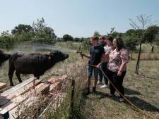Ontsnapte waterbuffeltjes duiken op in sloot: ‘Het is een apart stel’