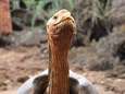 Seksverslaafde reuzenschildpad (plus 100) mag na 44 jaar succesvol dekken met pensioen