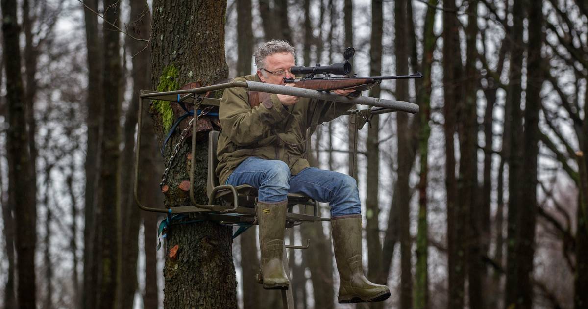 Verscherpte strijd tegen het wilde zwijn in Soerendonk