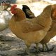 Elf Chinezen gearresteerd wegens verspreiding valse geruchten over vogelgriep