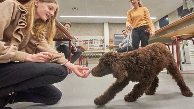 Middelbare school in Oss heeft een schoolhond: ‘Hond heeft positieve invloed op algemene ontwikkeling’