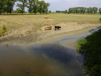 "Als het volgende week regent, is groentenoogst nog niet mislukt"