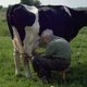 Melkveehouders krijgen te lage prijs voor melk