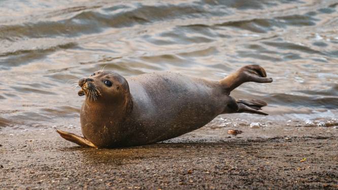 Van zeepaardjes tot haaien: dit zwemt er allemaal rond in de Theems