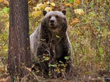 Grizzlybeer afgeschoten na dodelijk drama met slapende kampeerster (65)