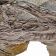 Gigantische gevederde dino gevonden in China