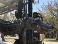 Verdwijning hond na 24 jaar opgelost, dode alligator heeft opvallende maaginhoud