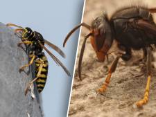 Herken de ‘monsterwesp’: zie jij het verschil tussen deze zwart-gele insecten?