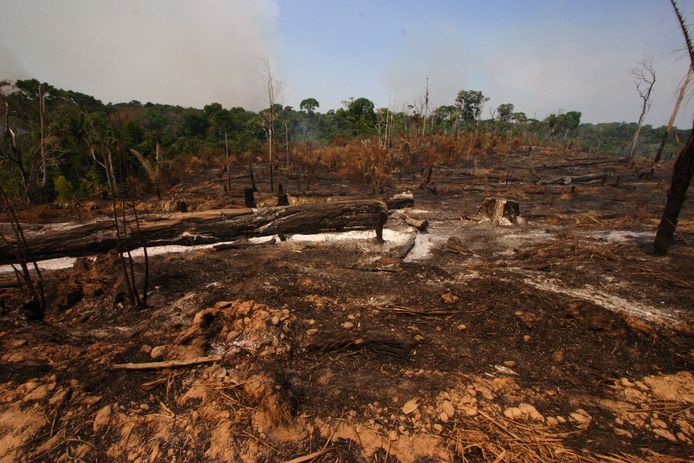 Вырубка тропических лесов Амазонки