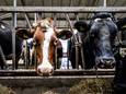 Koeien op stal bij een melkveehouder. Beeld ter illustratie.