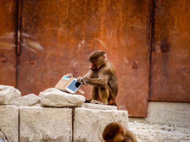Een aap aan het appen? Hilarische taferelen wanneer vrouw smartphone laat vallen bij bavianen