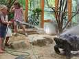 Warme douche voor reuzenschildpadden in DierenPark Amersfoort