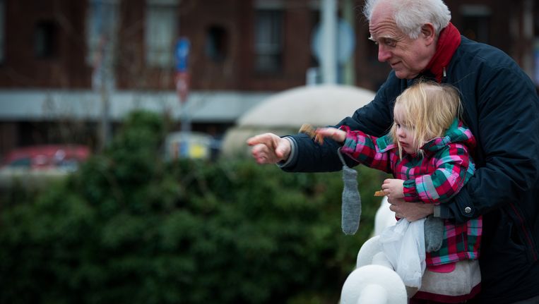 De pas gepensioneerde Jac voert samen met zijn kleindochter de eendjes, tijdens zijn vaste oppasdag Beeld anp