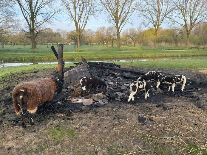 De schapen en lammetjes bij de verkoolde resten van de schapenschuur. Even verderop is een met bouwhekken en zeilen een tijdelijk schuilhok gemaakt waar de schapen en hun dertien lammetjes uit de zon, wind en regen kunnen staan.