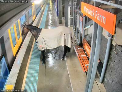 Un cheval de course surprend les usagers d’une gare australienne