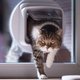 Waarom het naar buiten laten van je kat eigenlijk illegaal is
