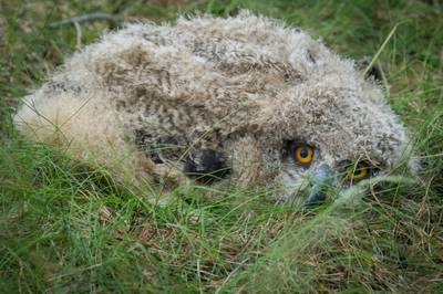 Immense oehoes zorgen voor nageslacht in Leenderbos: ‘Kuikens zijn nu al zo groot als een flinke kip