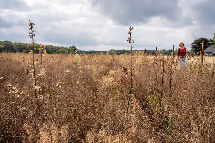 Volledig verdroogde boompjes in het jonge natuurgebied aan de Weversweg in Zeeland.