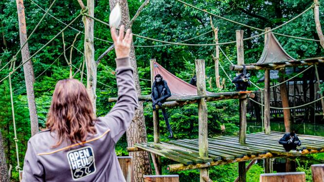 Dit is waarom de Apenheul wordt gezien als dierentuin van de toekomst