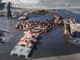 Na 30 jaar maakt UGent skelet van aangespoelde potvis Valentijn, pas in 2022 in Oostduinkerks Visserijmuseum te zien
