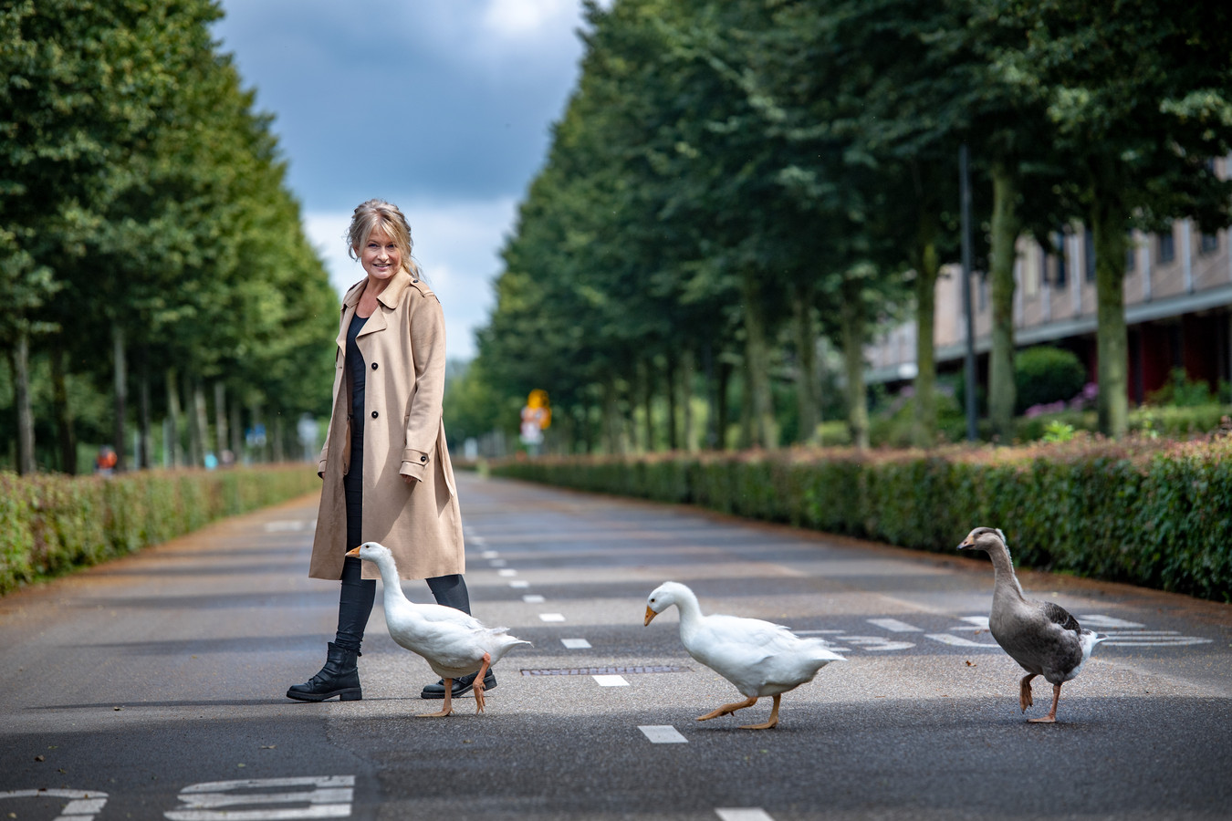 Yvonne van Dreumel mist haar dagelijkse wandelingen met ganzen Guus, Teun en Jip. Stuk voor stuk liepen ze trouw achter hun 'ganzenmoeder' aan. De drie beestjes hebben nu een ander onderkomen, in Ochten, waar ze meer ruimte hebben.