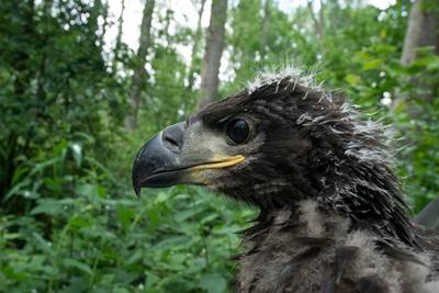 Zeldzame vogelsoorten doen het goed in Oost-Nederland