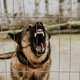 Niet elke pitbull is een vechtersbaas: ras zegt weinig over gedrag van honden