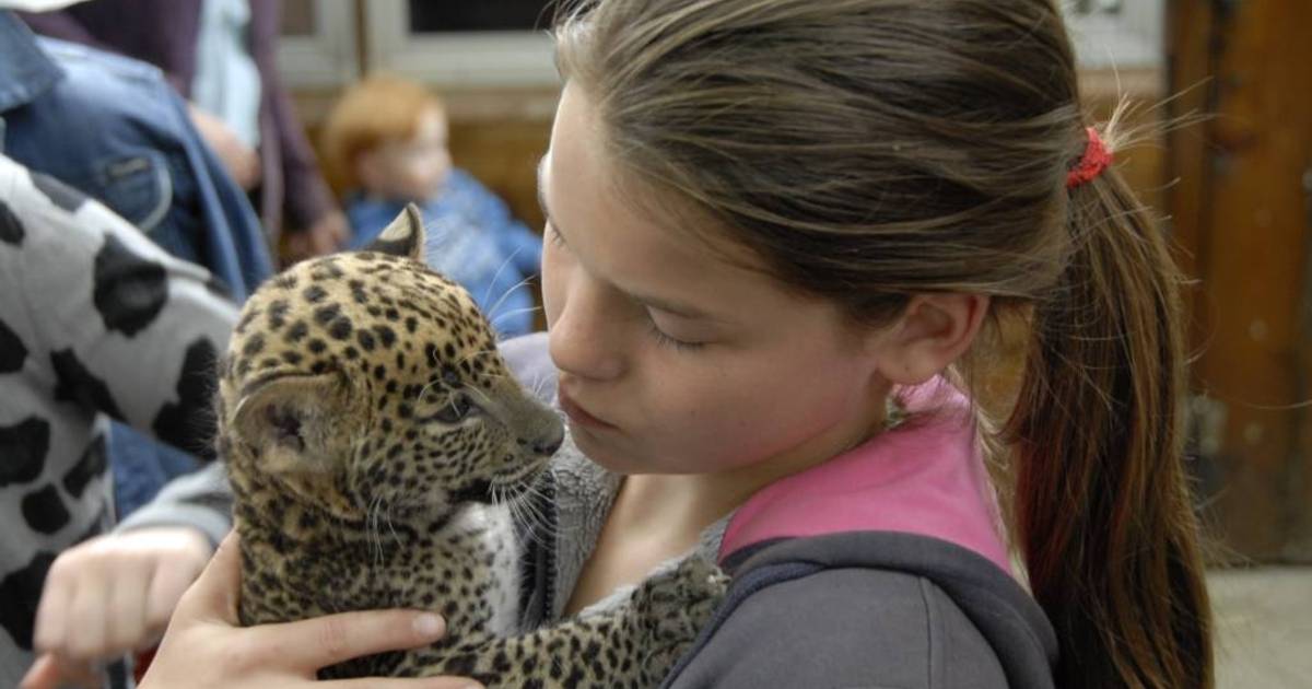 Pantertjes groeien op met kogelbief
