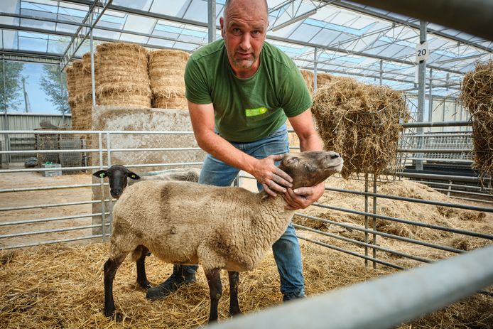 Stadsherder Martin Oosthoek met de ‘bofooi’: 'Dat beest zou geheid zwaar gewond zijn'.
