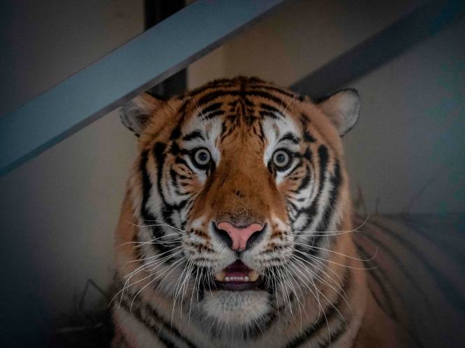 In Polen gestrande tijgers op weg naar beter bestaan in Spanje