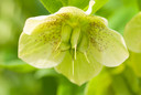 Helleborus orientalis.