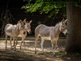 Zoo Planckendael verwelkomt Somalische ezels: “Primeur voor ons land”
