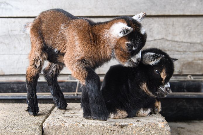 Er zijn nu al jonge geitjes in Dierenweide Park Overbos in Prinsenbeek.