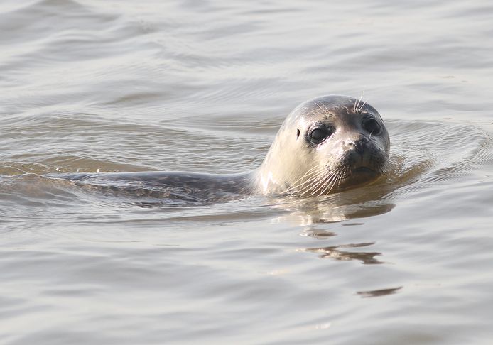 De zeehond die vanmorgen werd gespot in de Lek bij Lopik.