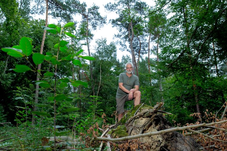 Stammenstrijd over wel of niet kappen van bomen in de Gelders bossen - Trouw