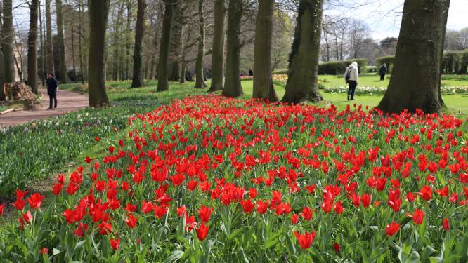 Une promenade magique parmi les tulipes: l’expo florale Floralia fait son grand retour 