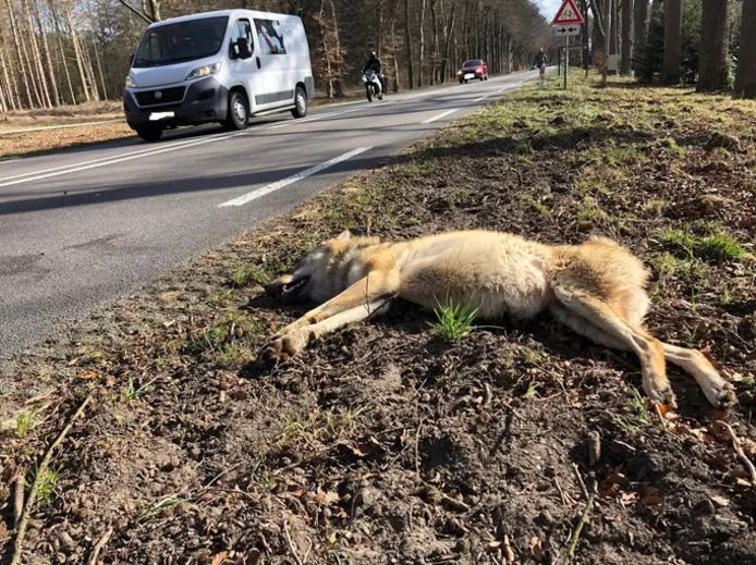 De wolvin die op 6 maart 2021 bij Ede werd doodgereden.